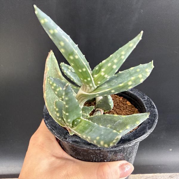 多肉植物：アロエ アレニコラ*幅14cm 現品！一品限り : 遊恵盆栽