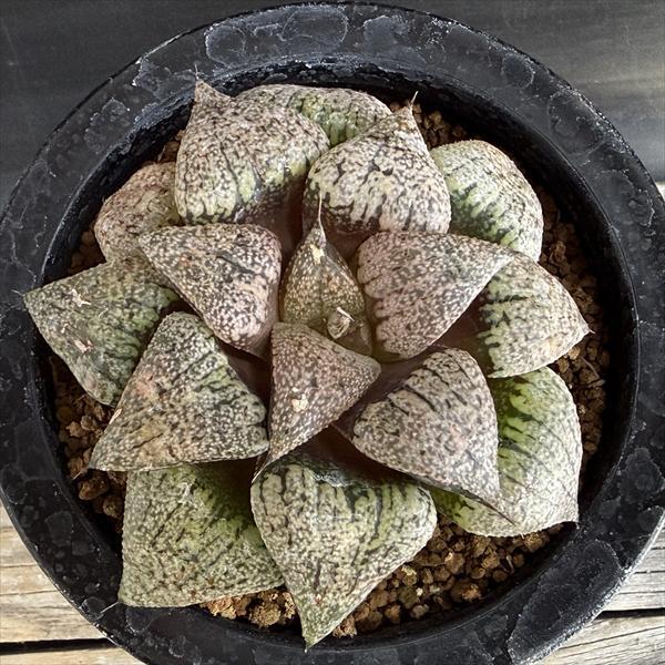多肉植物：ハオルチア 関西系モザイクピクタ*幅9.5cm 現品！一品限り