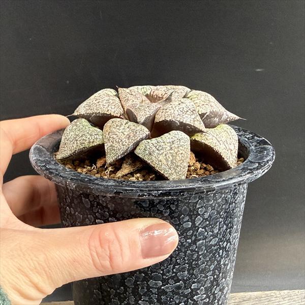 多肉植物：ハオルチア 関西系モザイクピクタ*幅9.5cm 現品！一品限り