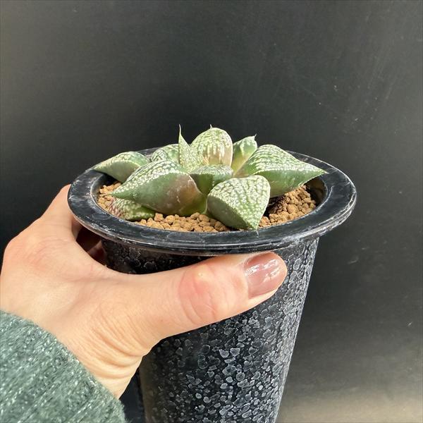 多肉植物：ハオルチア モザイクピクタ*幅10cm 現品！一品限り : 遊恵