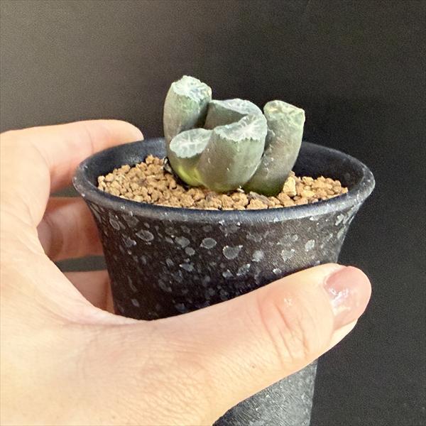 多肉植物：ハオルチア 金子氏 巨大稲妻万象*幅3.5cm 現品！一品限り