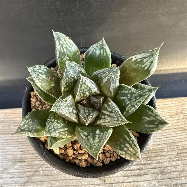 多肉植物：ハオルチア 新古都姫*幅7.5cm 現品！一品限り : 遊恵盆栽