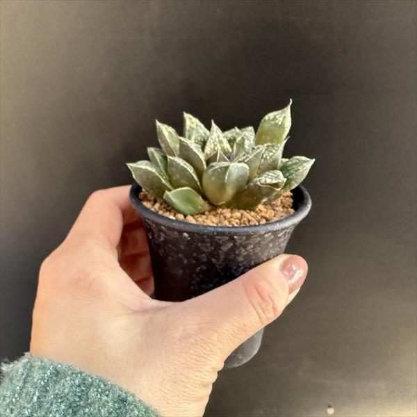 多肉植物：ハオルチア 新古都姫*幅7.5cm 現品！一品限り : 遊恵盆栽