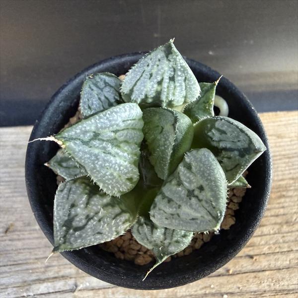 多肉植物：ハオルチア 京の恋*幅5.5cm 現品！一品限り : 遊恵盆栽