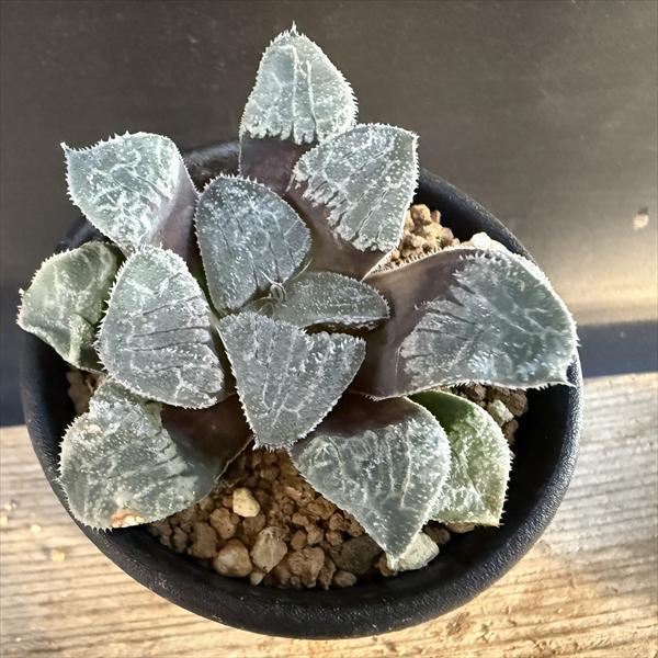 多肉植物：ハオルチア ウィミーhyb.*S 幅6.5cm : 遊恵盆栽 Yahoo!店
