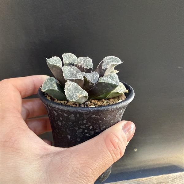 多肉植物：ハオルチア ウィミーhyb.*S 幅6.5cm : 遊恵盆栽 Yahoo!店