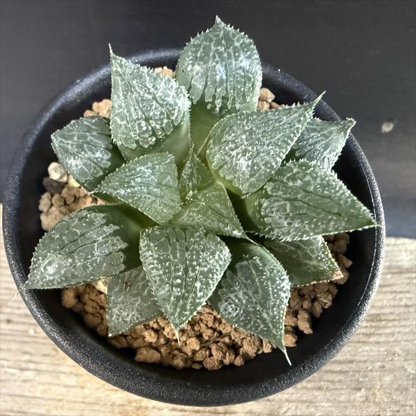 多肉植物：ハオルチア 黒ピクタ×ウィミー*S 幅6.5cm : 遊恵盆栽