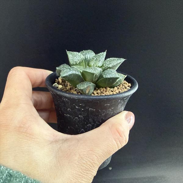 多肉植物：ハオルチア 黒ピクタ×ウィミー*S 幅6.5cm : 遊恵盆栽