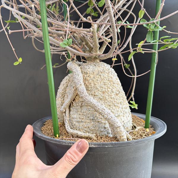 コーデックス：フォッケア 火星人*塊幅16cm 現品！一品限り : 遊恵盆栽
