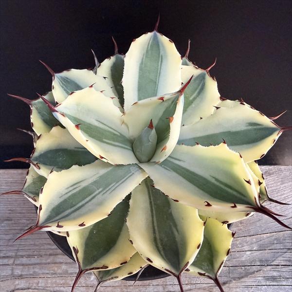 多肉植物：アガベ 吉祥冠錦 スーパークラウン 信楽焼鉢*幅15cm 現品