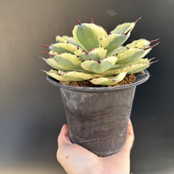 多肉植物：アガベ 吉祥冠錦 スーパークラウン 信楽焼鉢*幅15cm 現品