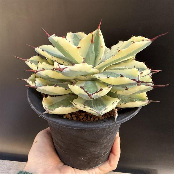 多肉植物：アガベ 吉祥冠錦 スーパークラウン 信楽焼鉢*幅15cm 現品