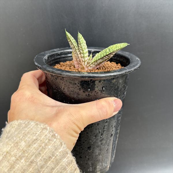 多肉植物：ガステリア バテシアナ ドロミチカ*幅7cm 現品！一品限り