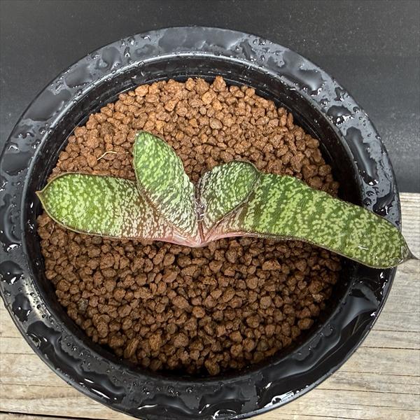 多肉植物：ガステリア バテシアナ ドロミチカ*幅9cm 現品！一品限り
