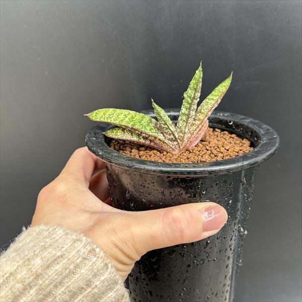 多肉植物：ガステリア バテシアナ ドロミチカ*幅9cm 現品！一品限り