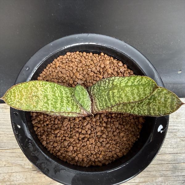 多肉植物：ガステリア バテシアナ ドロミチカ*幅11cm 現品！一品限り