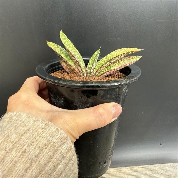 多肉植物：ガステリア バテシアナ ドロミチカ*幅11cm 現品！一品限り
