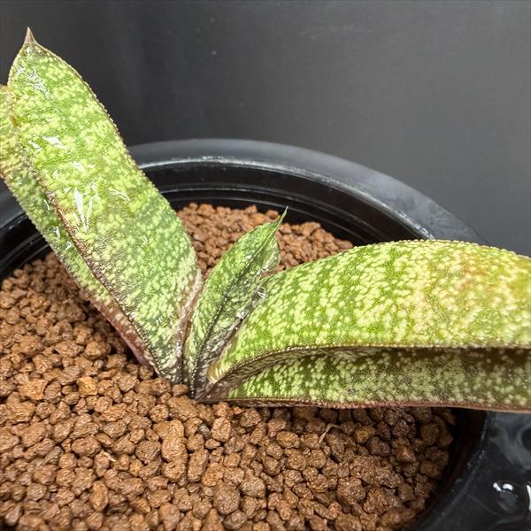 多肉植物：ガステリア バテシアナ ドロミチカ*幅11cm 現品！一品限り