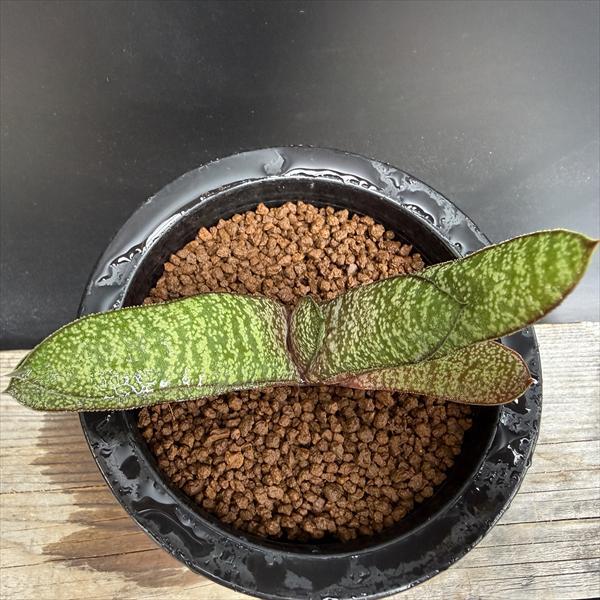 多肉植物：ガステリア バテシアナ ドロミチカ*幅11cm 現品！一品限り
