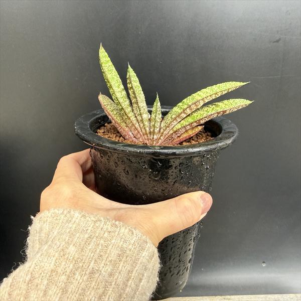 多肉植物：ガステリア バテシアナ ドロミチカ*幅11cm 現品！一品限り
