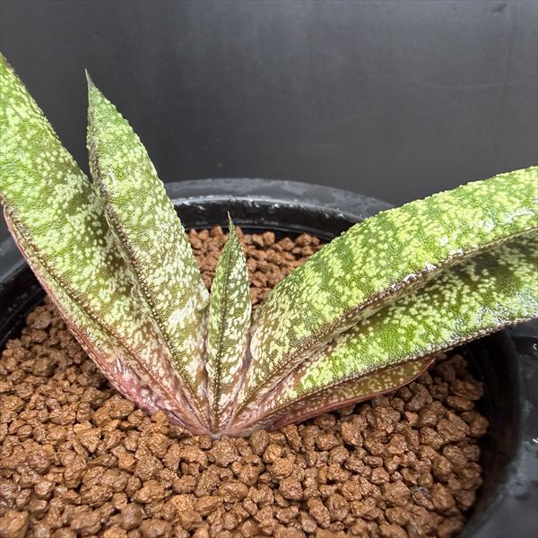 多肉植物：ガステリア バテシアナ ドロミチカ*幅11cm 現品！一品限り