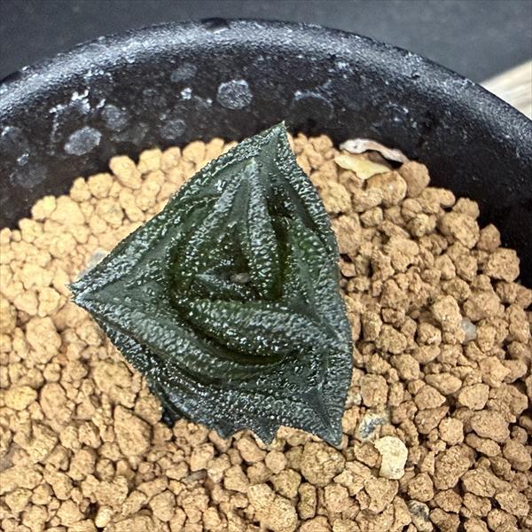 多肉植物 ハオルチア 大型ニグラ 多肉植物 ハオルチア 大型ニグラ - メルカリ