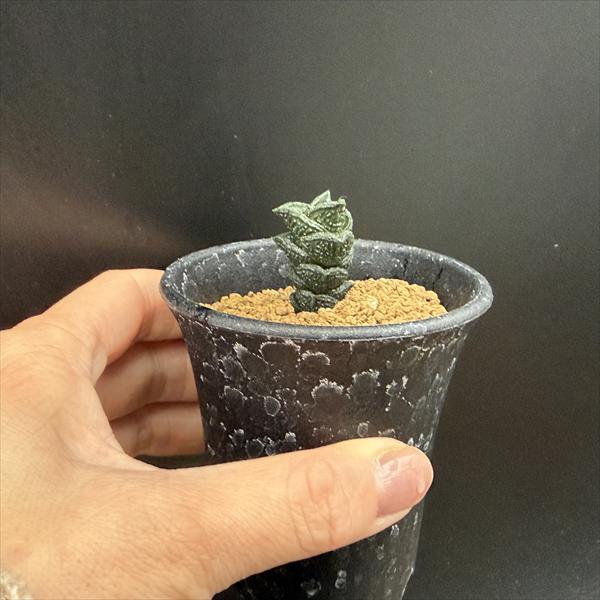 多肉植物：ハオルチア ニグラno.8 特選ダルマタイプ*幅2cm 現品