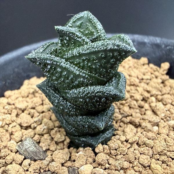 多肉植物：ハオルチア ニグラno.8 特選ダルマタイプ*幅2cm 現品