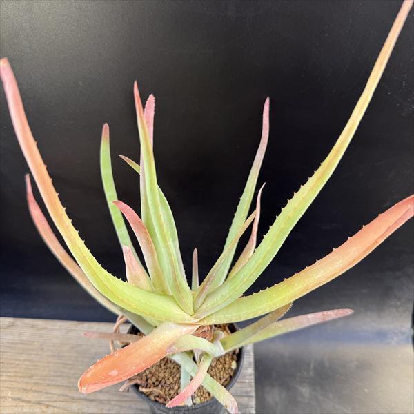 多肉植物：アロエ ムンチー*幅21cm 現品！一品限り : 遊恵盆栽 Yahoo