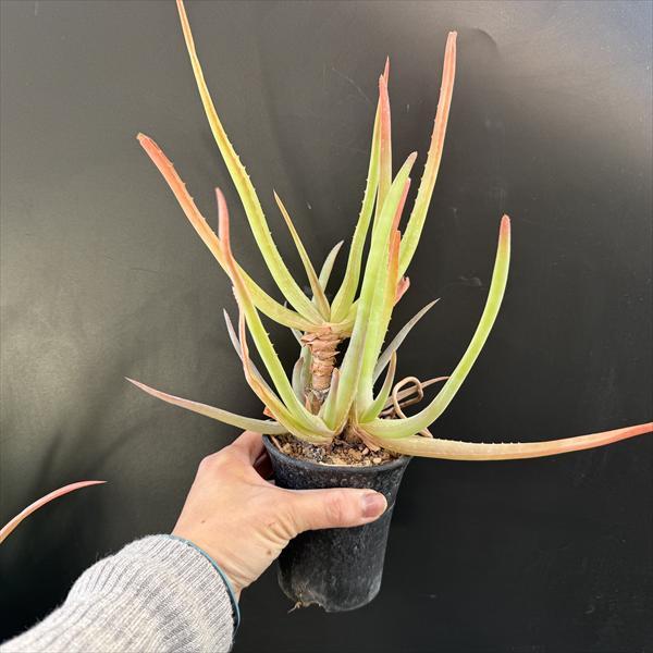 多肉植物：アロエ ムンチー*幅21cm 現品！一品限り : 遊恵盆栽 Yahoo