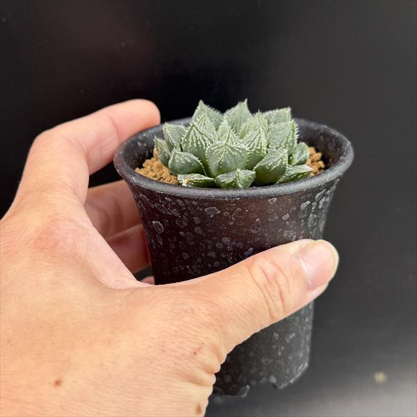 多肉植物：ハオルチア 初夢殿*幅5cm : 遊恵盆栽 Yahoo!店 - 通販