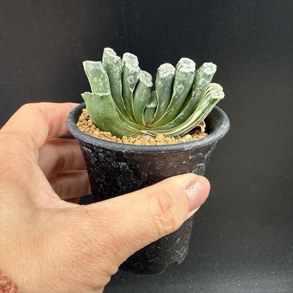 ☆特価☆多肉植物：ハオルチア 玉扇錦*幅7cm 現品！一品限り : 遊恵