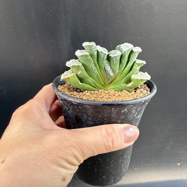 多肉植物：ハオルチア 玉扇 唐草ジャンボ*幅7.5cm *現品！一品限り