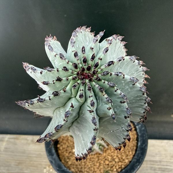 ユーフォルビア　ポリゴナ 多肉植物：ユーフォルビア ポリゴナ*幅5cm : 遊恵盆栽 Yahoo!店