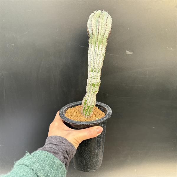 多肉植物：ユーフォルビア ポリゴナ*幅5cm : 遊恵盆栽 Yahoo!店