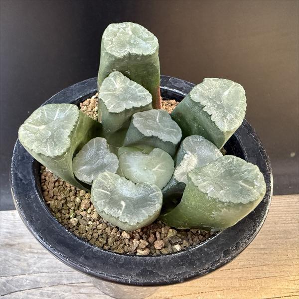 ☆特価☆多肉植物：ハオルチア 万象 無紋レンズ窓 ムーンドロップス*幅