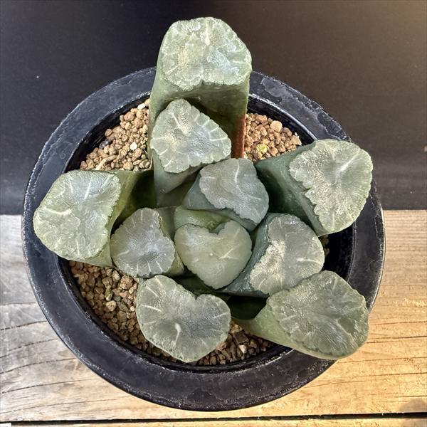 ☆特価☆多肉植物：ハオルチア 万象 無紋レンズ窓 ムーンドロップス*幅