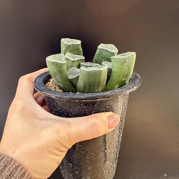 ☆特価☆多肉植物：ハオルチア 万象 無紋レンズ窓 ムーンドロップス*幅