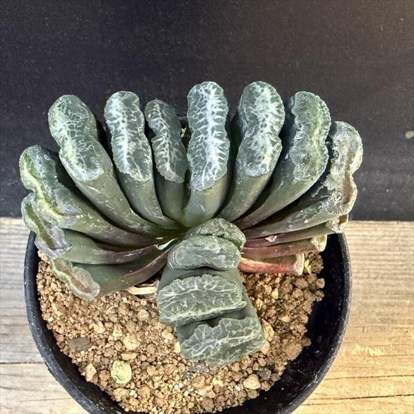 ☆特価☆多肉植物：ハオルチア 玉扇 舟橋*幅8.5cm 現品！一品限り