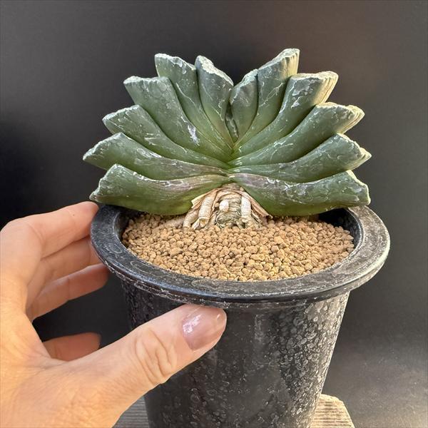 ☆特価☆多肉植物：ハオルチア 玉扇 大とら*幅13cm 現品！一品限り
