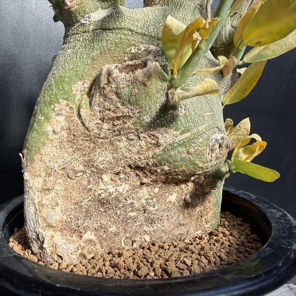 ☆特価☆コーデックス：アデニア ペチュエリー 発根済*全幅10cm 現品