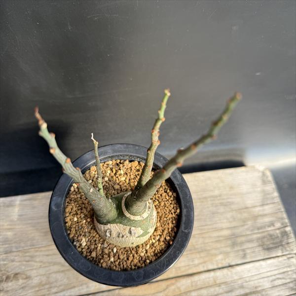 コーデックス：アデニア グラウカ 実生*塊根幅5cm 現品！一品限り