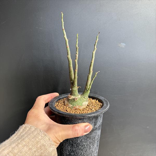 コーデックス：アデニア グラウカ 実生*塊根幅5cm 現品！一品限り