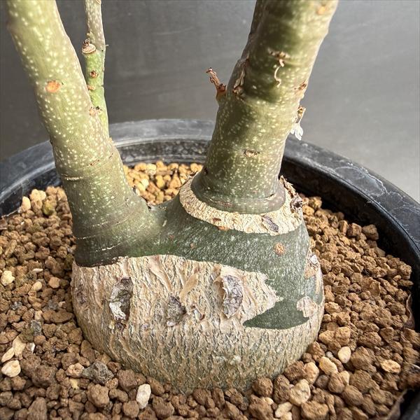 コーデックス：アデニア グラウカ 実生*塊根幅5cm 現品！一品限り