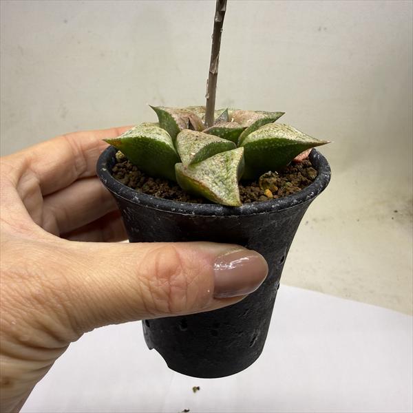 多肉植物：ハオルチア 特大型白銀ピクタ*幅7cm 現品！一品限り