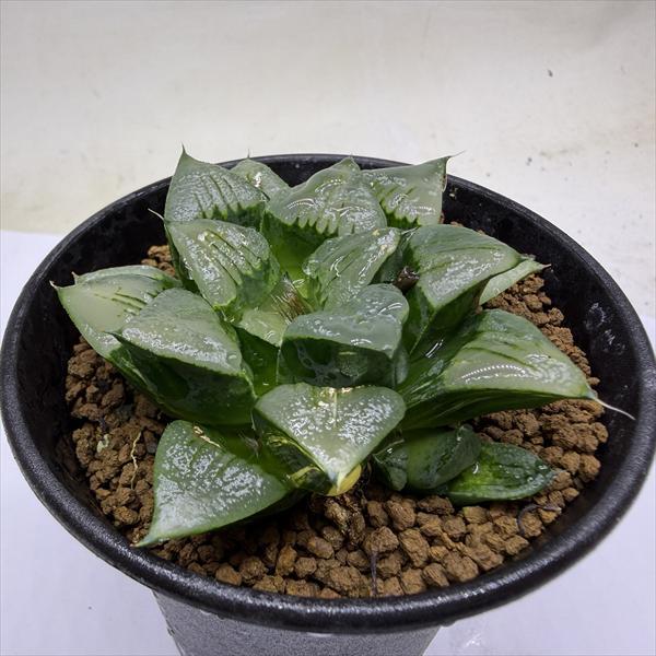 多肉植物：ハオルチア アトロフスカ錦*幅8cm 現品！一品限り : 遊恵