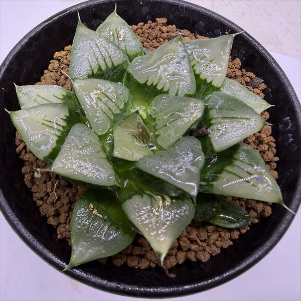 多肉植物：ハオルチア アトロフスカ錦*幅8cm 現品！一品限り : 遊恵