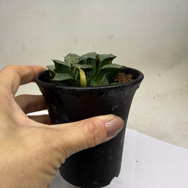 多肉植物：ハオルチア アトロフスカ錦*幅8cm 現品！一品限り : 遊恵