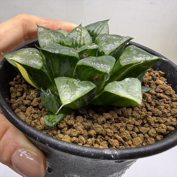 多肉植物：ハオルチア アトロフスカ錦*幅8cm 現品！一品限り : 遊恵