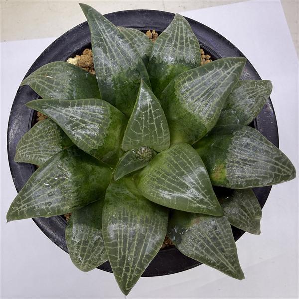 多肉植物：ハオルチア ジパング*幅12cm 現品！一品限り : 遊恵盆栽